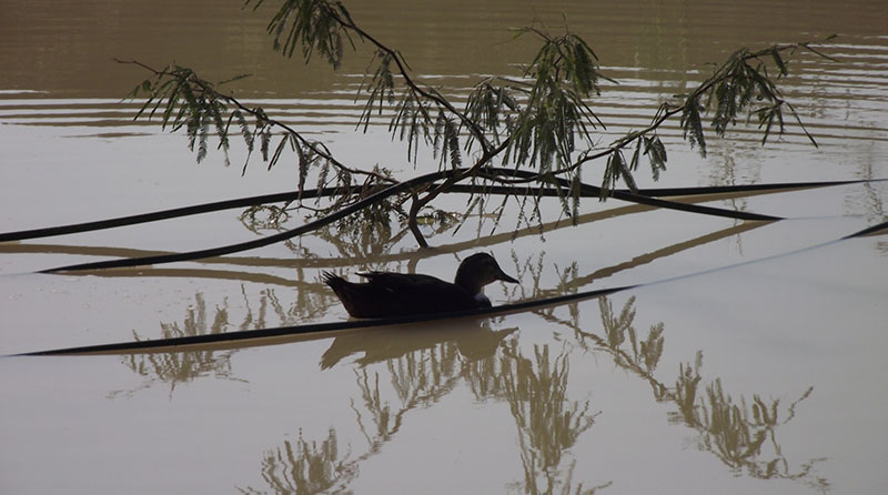 There has been a noticeable uptick in biodiversity on the site, which was previously almost void of life. Foxes, butterflies, and many bird species have been observed.